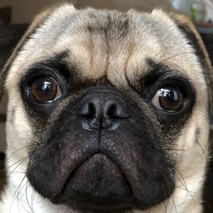 Meet your Posher, Lina